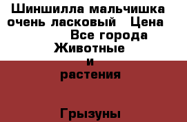 Шиншилла мальчишка, очень ласковый › Цена ­ 4 000 - Все города Животные и растения » Грызуны и Рептилии   . Дагестан респ.,Геологоразведка п.